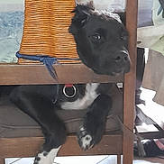 Black a rejoint le concours — aidez-le/la à gagner de superbes lots ! animal, basket, black_dog, chair, collar, curious, cute, dog, domestic, floor, furniture, home, indoor, looking, paw, pet, resting, tile_floor, white_paws, wooden_chair
