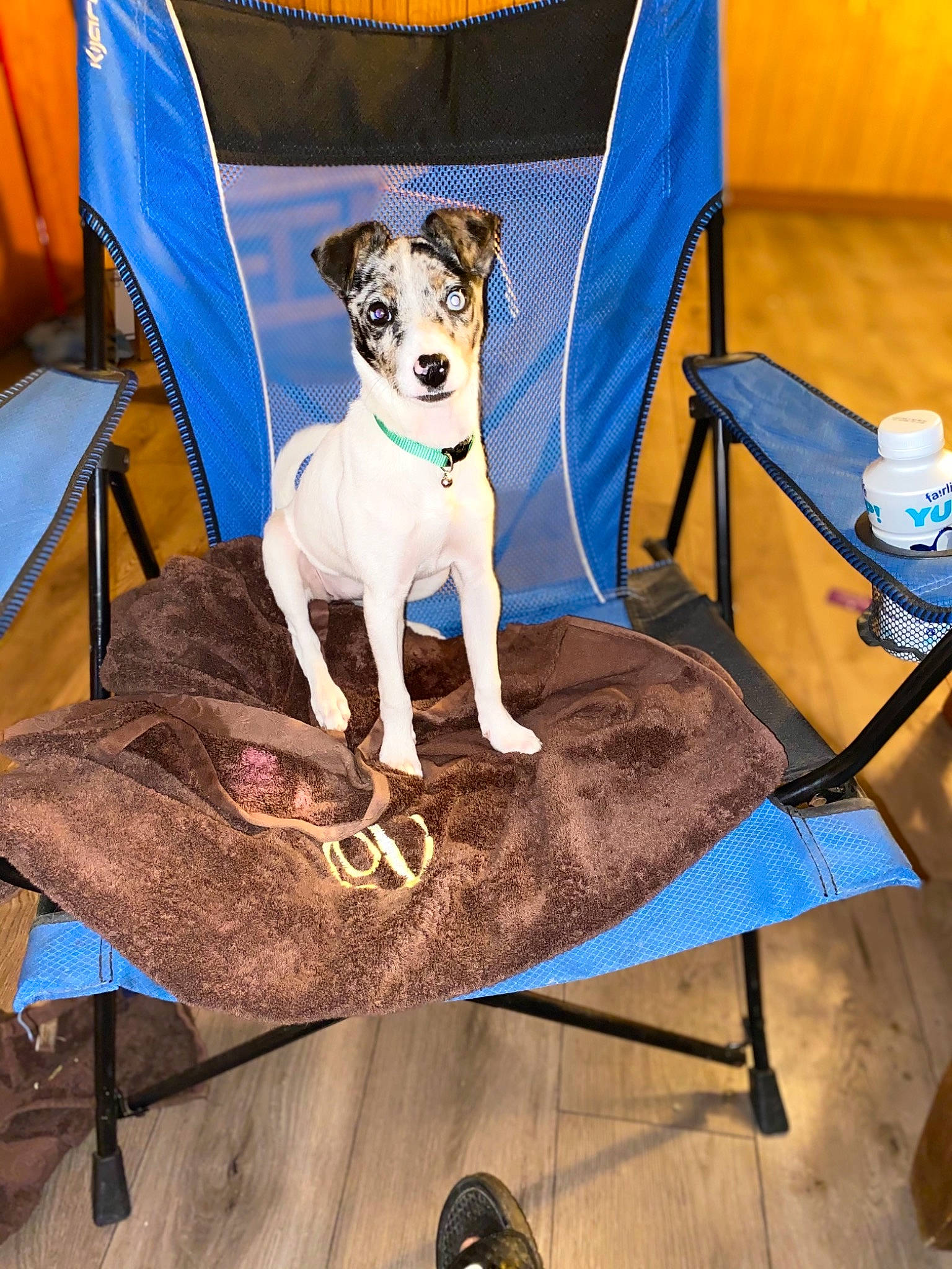 Angel is registered to the contest to win money with this photo: blue, carnivore, chair, companion_dog, couch, dog, dog_breed, dog_clothes, dog_supply, fawn, flooring, furniture, outdoor_furniture, pet_supply, rectangle, t_shirt, table, toy_dog, wood, yellow
