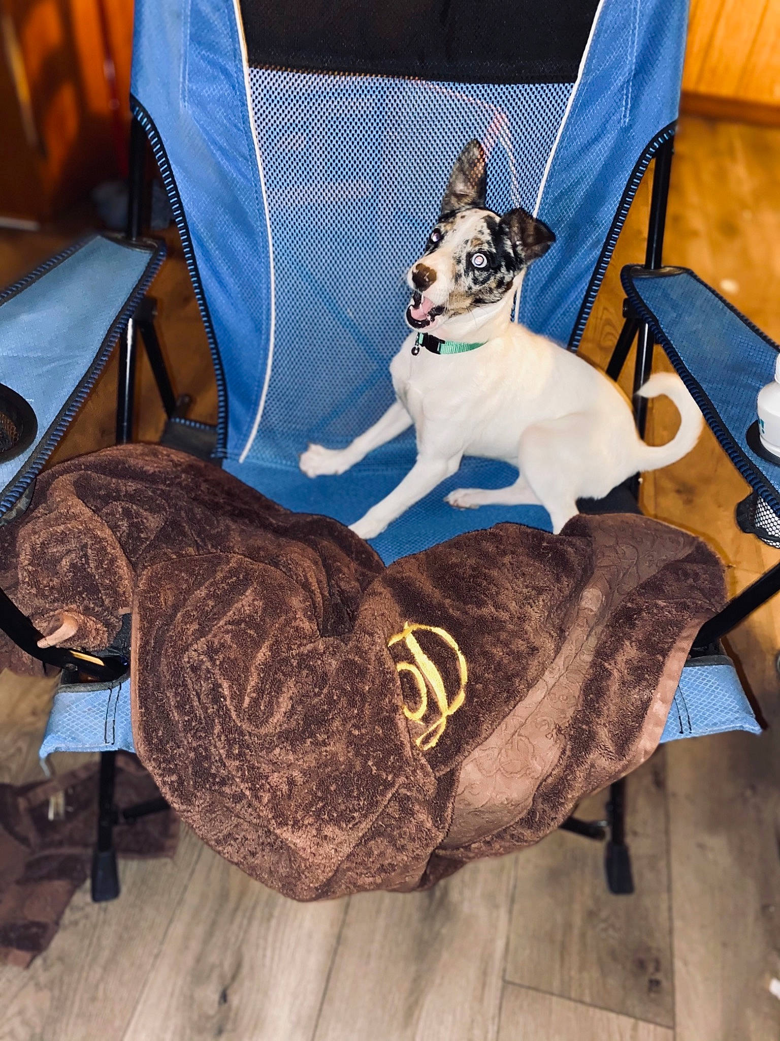 Angel joined the competition — help win amazing prizes! blue, carnivore, chair, collar, comfort, companion_dog, couch, dog, dog_breed, dog_clothes, dog_collar, dog_supply, fawn, felidae, mammal, pet_supply, toy_dog, vertebrate, wood, working_animal