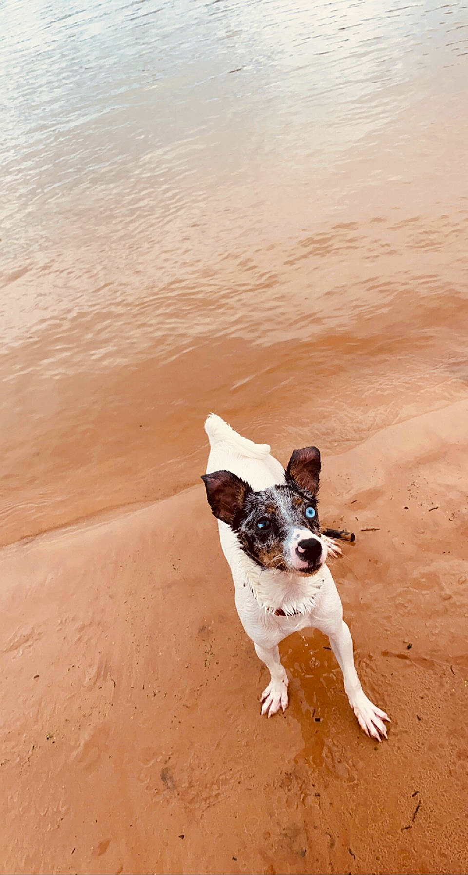 Angel joined the competition — help win amazing prizes! aeolian_landform, canidae, carnivore, collar, companion_dog, dog, dog_breed, fawn, flooring, landscape, pet_supply, sand, shadow, snout, sporting_group, tail, terrier, water, wood, working_animal