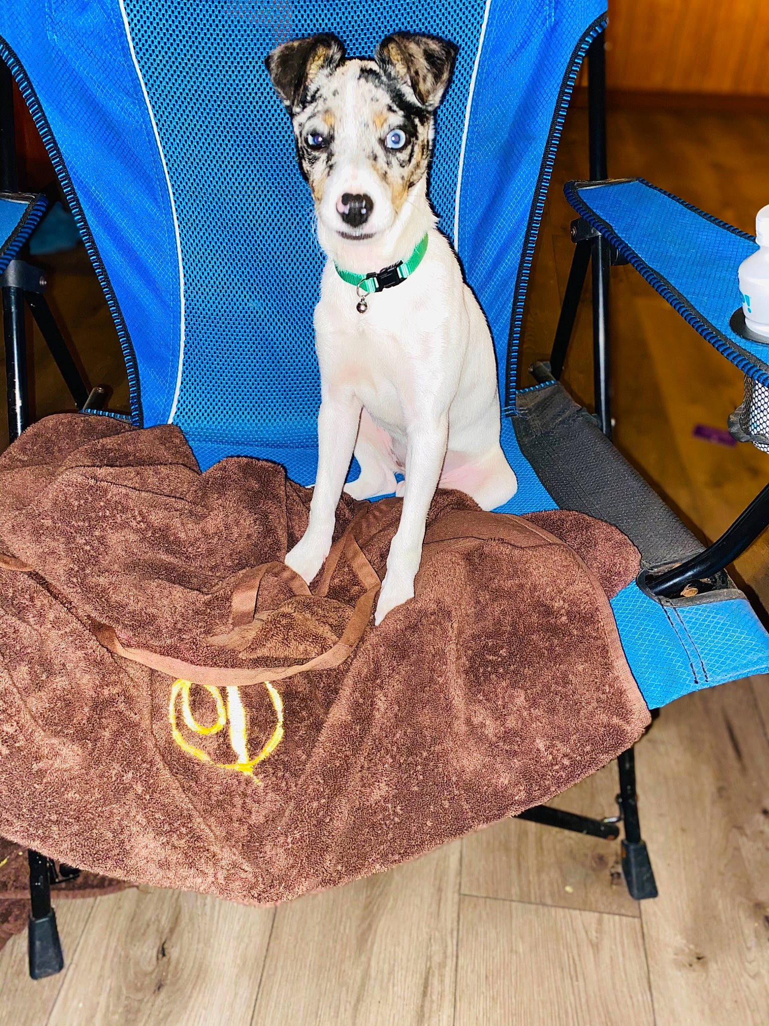 Angel is registered to the contest to win money with this photo: blue, carnivore, chair, collar, comfort, companion_dog, couch, dog, dog_breed, dog_clothes, dog_collar, dog_supply, fawn, furniture, linens, pet_supply, sleeve, sporting_group, wood, working_animal