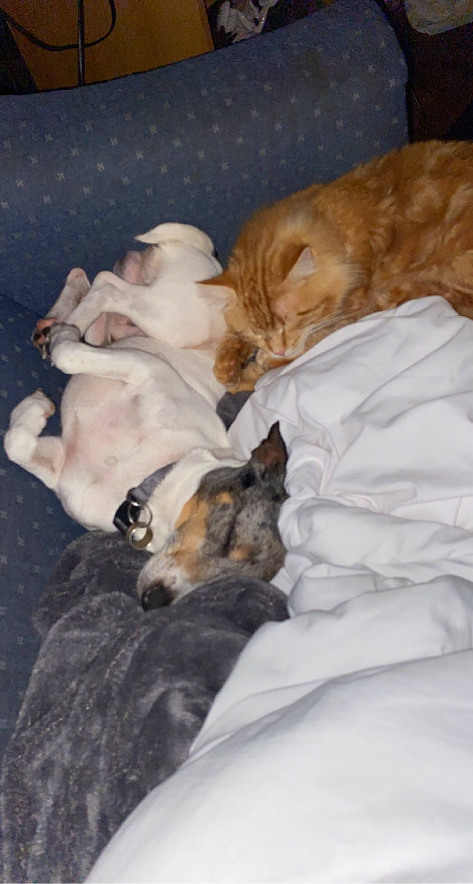 Simba is registered to the contest to win money with this photo: bed, bed_sheet, canidae, carnivore, cat, comfort, companion_dog, dog, dog_breed, domestic_short_haired_cat, fawn, felidae, fur, linens, paw, small_to_medium_sized_cats, snout, sporting_group, tail, whiskers