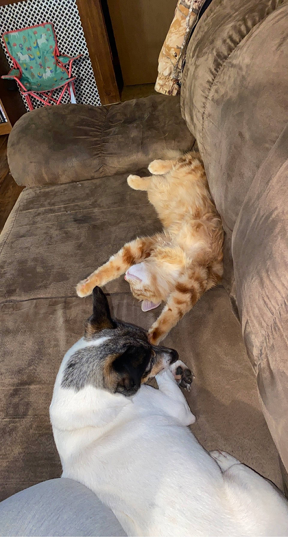 Simba is registered to the contest to win money with this photo: carnivore, cat, comfort, companion_dog, couch, dog_breed, domestic_short_haired_cat, fawn, felidae, fur, hardwood, linens, mammal, room, small_to_medium_sized_cats, sporting_group, tail, vertebrate, whiskers, wood