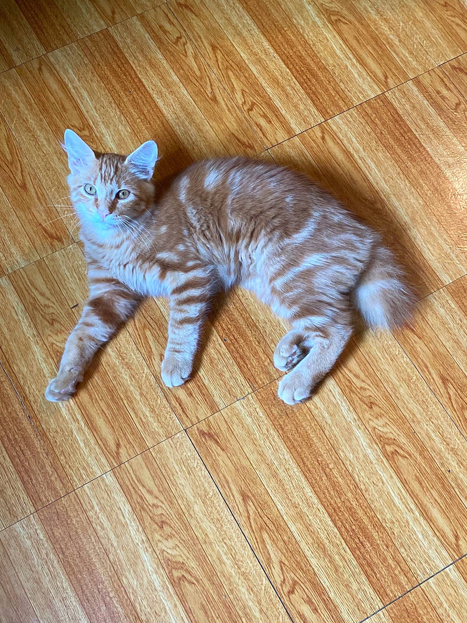 Simba is registered to the contest to win money with this photo: carnivore, cat, cat_toy, fawn, felidae, floor, flooring, foot, hardwood, laminate_flooring, paw, small_to_medium_sized_cats, snout, tail, toy, varnish, whiskers, wood, wood_flooring, wood_stain