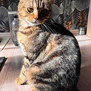 Ambre participe au concours pour gagner de l'argent avec cette photo : cat, tabby_cat, indoor, wooden_floor, sunlight, striped_fur, pet, animal, feline, sitting, whiskers, ears, tail, floor, wallpaper, decor, pattern, closeup, domestic_cat, household