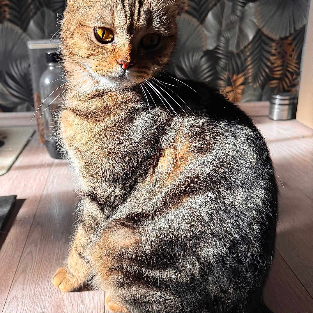 Ambre participe au concours pour gagner de l'argent avec cette photo : cat, tabby_cat, indoor, wooden_floor, sunlight, striped_fur, pet, animal, feline, sitting, whiskers, ears, tail, floor, wallpaper, decor, pattern, closeup, domestic_cat, household