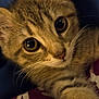 kitten, cat, close_up, tabby, fur, whiskers, eyes, pet, animal, cute, indoor, soft, texture, fabric, resting, young, mammal, adorable, portrait, curious