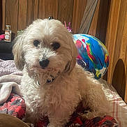 Jack joined the competition — help win amazing prizes! dog, white_dog, curly_fur, bed, blanket, colorful_blanket, wooden_wall, indoor, pet, animal, fur, cute, companion, ball, multicolored, cozy, resting, looking, curious, small_dog