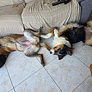 Rubis Et Thaïss a rejoint le concours — aidez-le/la à gagner de superbes lots ! dog, sleeping, floor, tile, couch, indoor, relaxed, pet, canine, fur, two_dogs, resting, brown, black, white, animal, companion, home, paw, napping