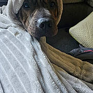 Arrow a rejoint le concours — aidez-le/la à gagner de superbes lots ! dog, blanket, cozy, indoor, soft, brown, fur, wrapped, comfort, couch, pet, snug, resting, closeup, animal, relaxed, warm, texture, face, furrowed_brow