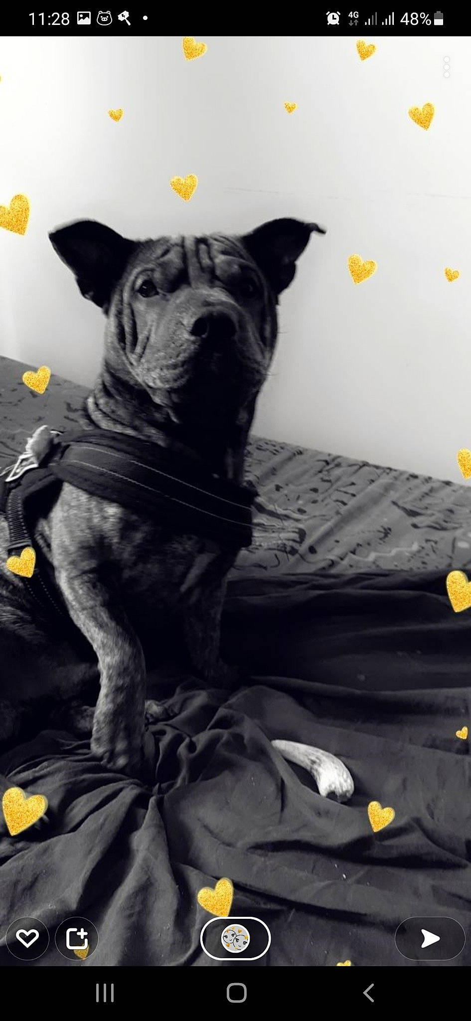 Arrow a rejoint le concours — aidez-le/la à gagner de superbes lots ! ancient_dog_breeds, boxer, bulldog, canidae, carnivore, comfort, companion_dog, dog, dog_breed, fawn, grey, guard_dog, molosser, snout, sporting_group, toy_dog, whiskers, working_animal, working_dog, wrinkle