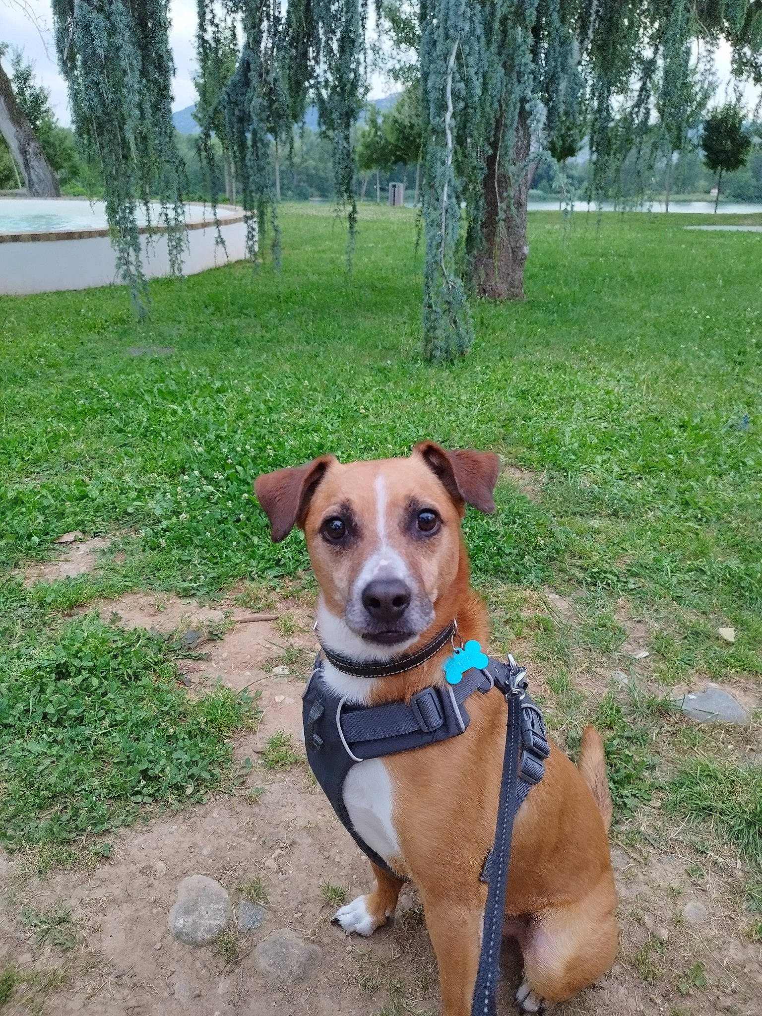 Chucky participe au concours pour gagner de l'argent avec cette photo : canidae, carnivore, collar, companion_dog, dog, dog_breed, dog_collar, dog_supply, fawn, grass, hunting_dog, leash, pet_supply, plant, snout, sporting_group, tail, tree, working_animal, working_dog