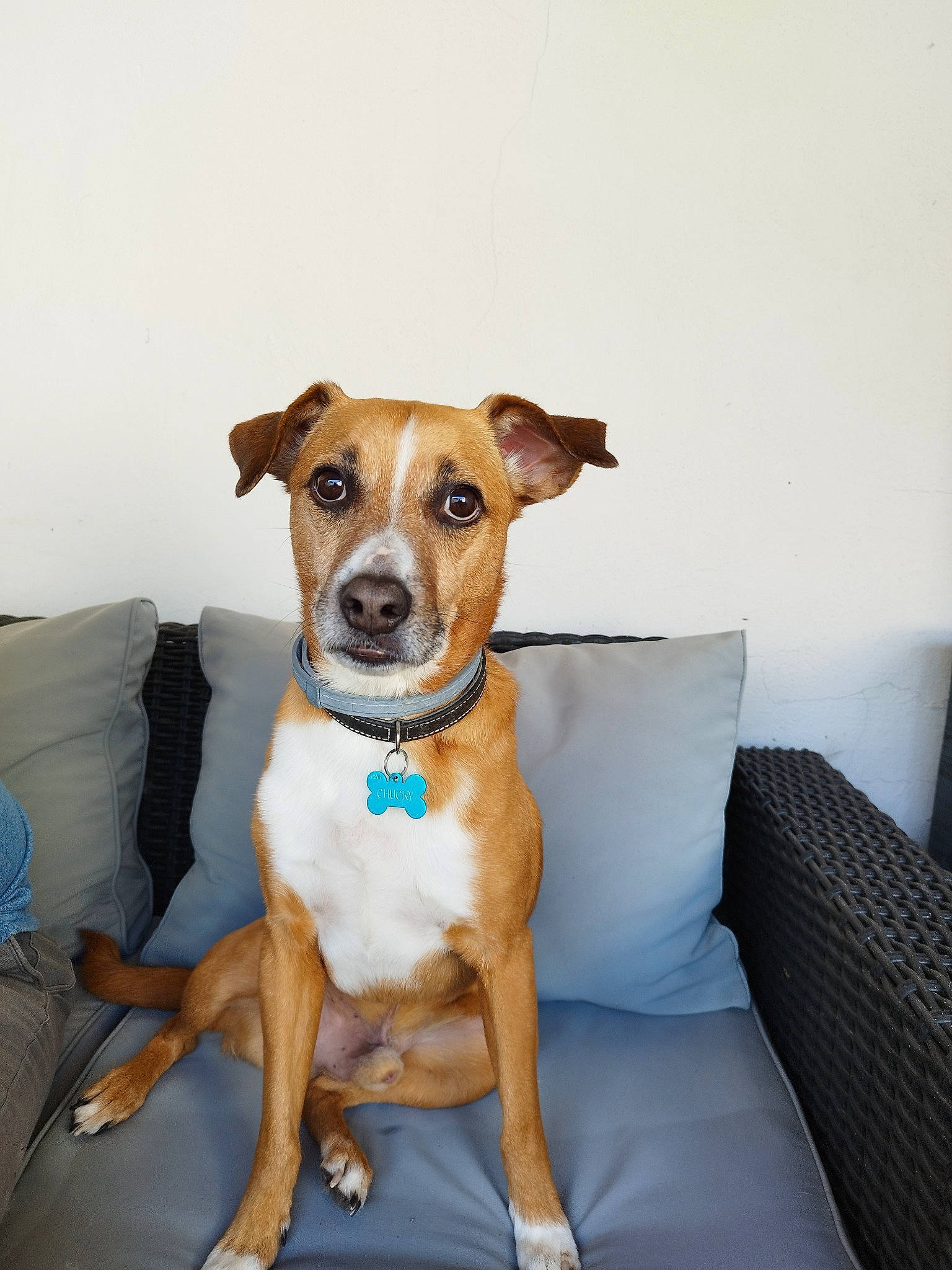 Chucky a rejoint le concours — aidez-le/la à gagner de superbes lots ! ancient_dog_breeds, canidae, carnivore, collar, comfort, companion_dog, couch, dog, dog_breed, dog_clothes, dog_collar, dog_supply, fawn, pet_supply, pillow, serveware, snout, sporting_group, whiskers, working_animal