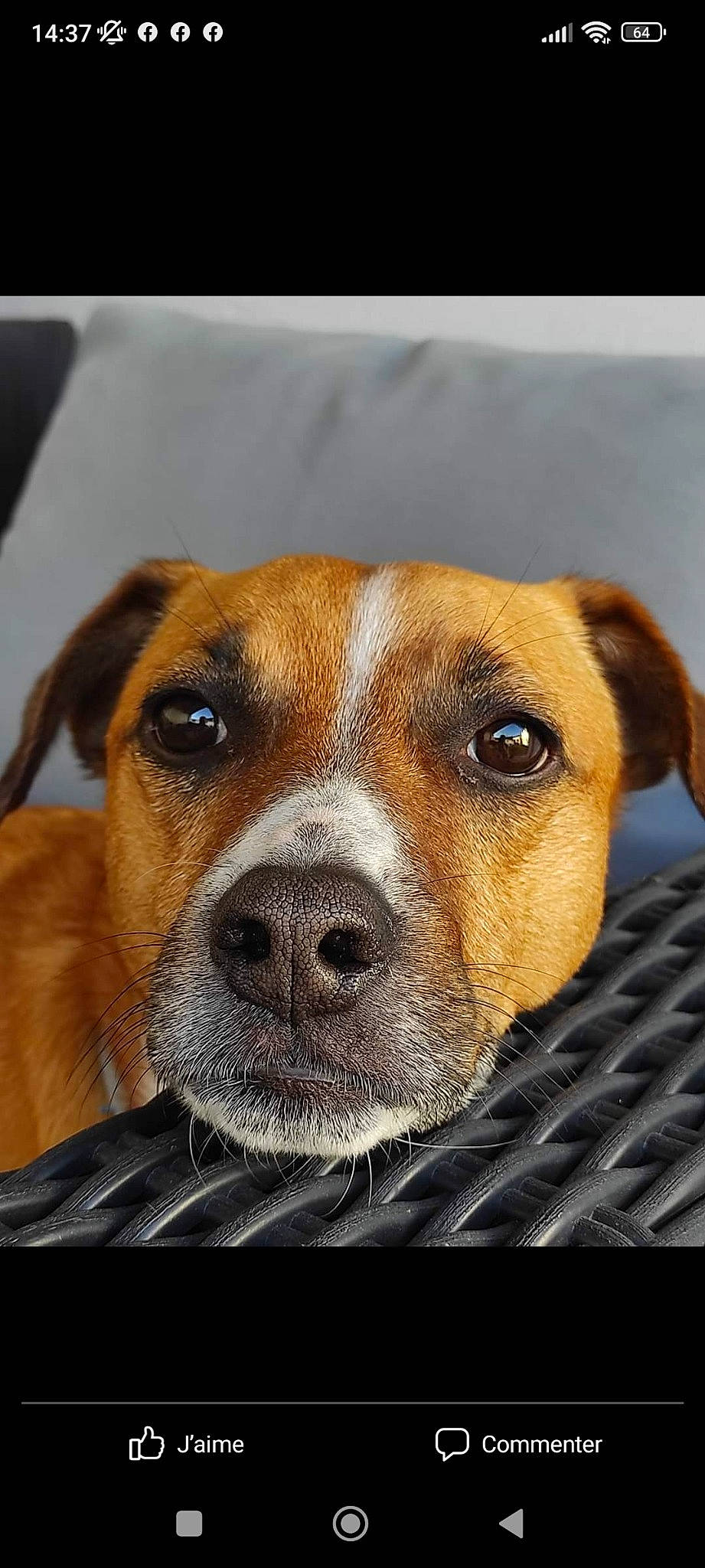 Chucky participe au concours pour gagner de l'argent avec cette photo : ancient_dog_breeds, canidae, carnivore, collar, companion_dog, dog, dog_breed, eye, fawn, fur, head, hunting_dog, pet_supply, rectangle, snout, sporting_group, terrestrial_animal, whiskers, working_animal