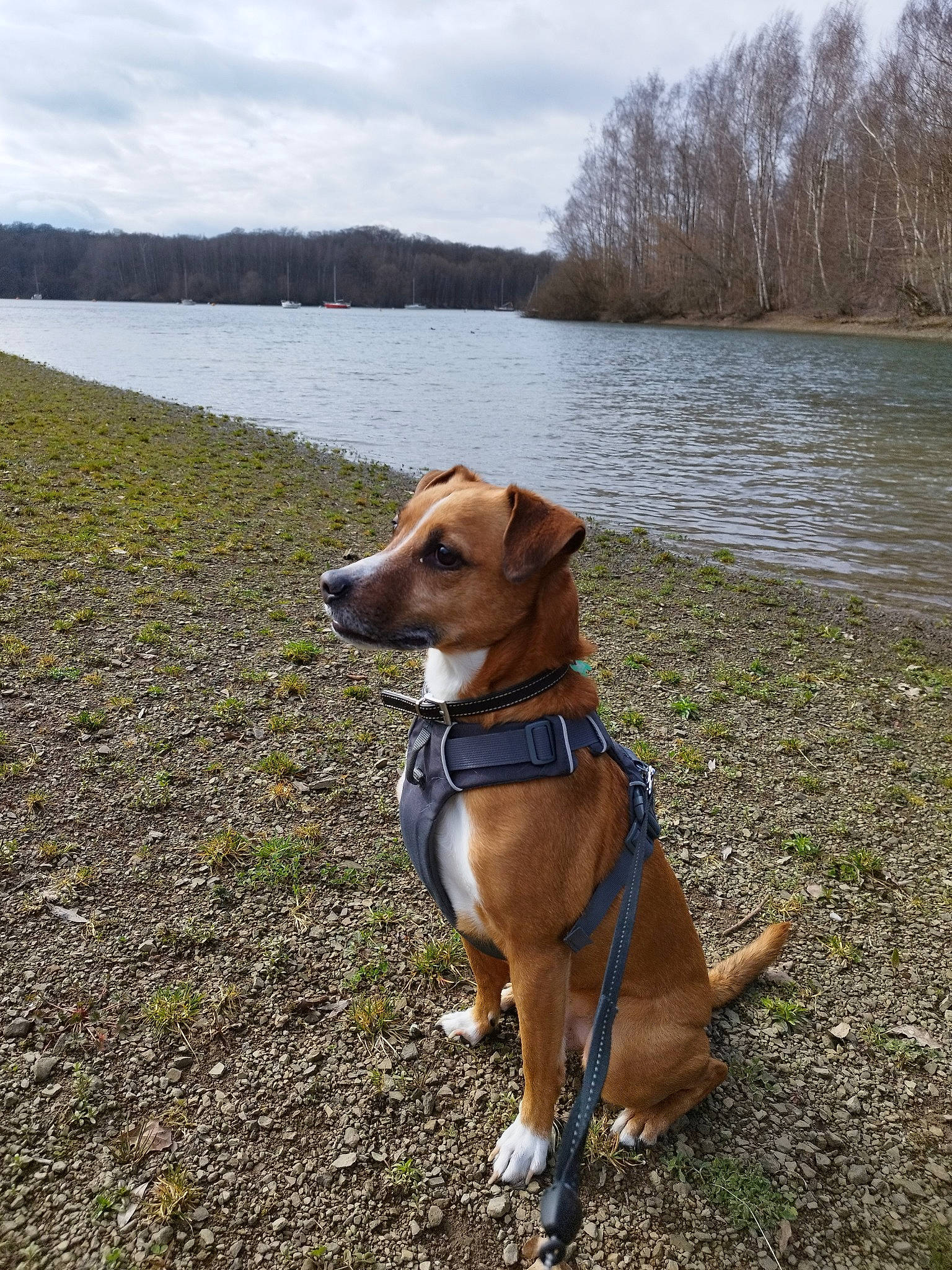 Chucky a rejoint le concours — aidez-le/la à gagner de superbes lots ! carnivore, cloud, collar, companion_dog, dog, dog_breed, dog_collar, dog_supply, fawn, grass, lake, leash, pet_supply, reservoir, sky, sporting_group, tail, tree, water, wilderness