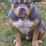 T Dog is registered to the contest to win money with this photo: dog, american_bully, pitbull, pet, canine, outdoor, grass, collar, sitting, portrait, closeup, muscular, brown_coat, white_chest, paws, ears, muzzle, nose, eyes, ground