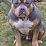 dog, american_bully, pitbull, pet, canine, outdoor, grass, collar, sitting, portrait, closeup, muscular, brown_coat, white_chest, paws, ears, muzzle, nose, eyes, ground