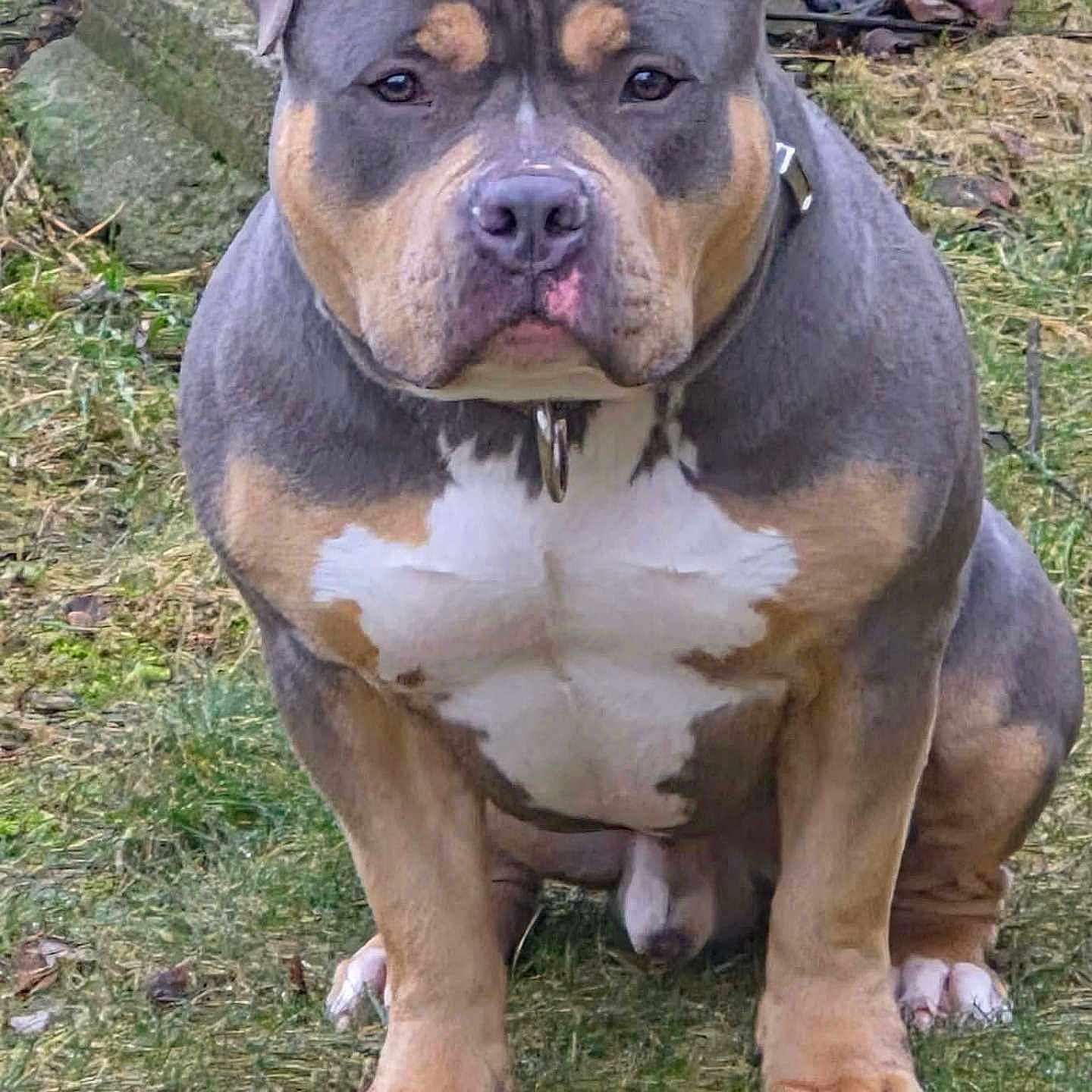 T Dog is registered to the contest to win money with this photo: american_bully, brown_coat, canine, closeup, collar, dog, ears, eyes, grass, ground, muscular, muzzle, nose, outdoor, paws, pet, pitbull, portrait, sitting, white_chest