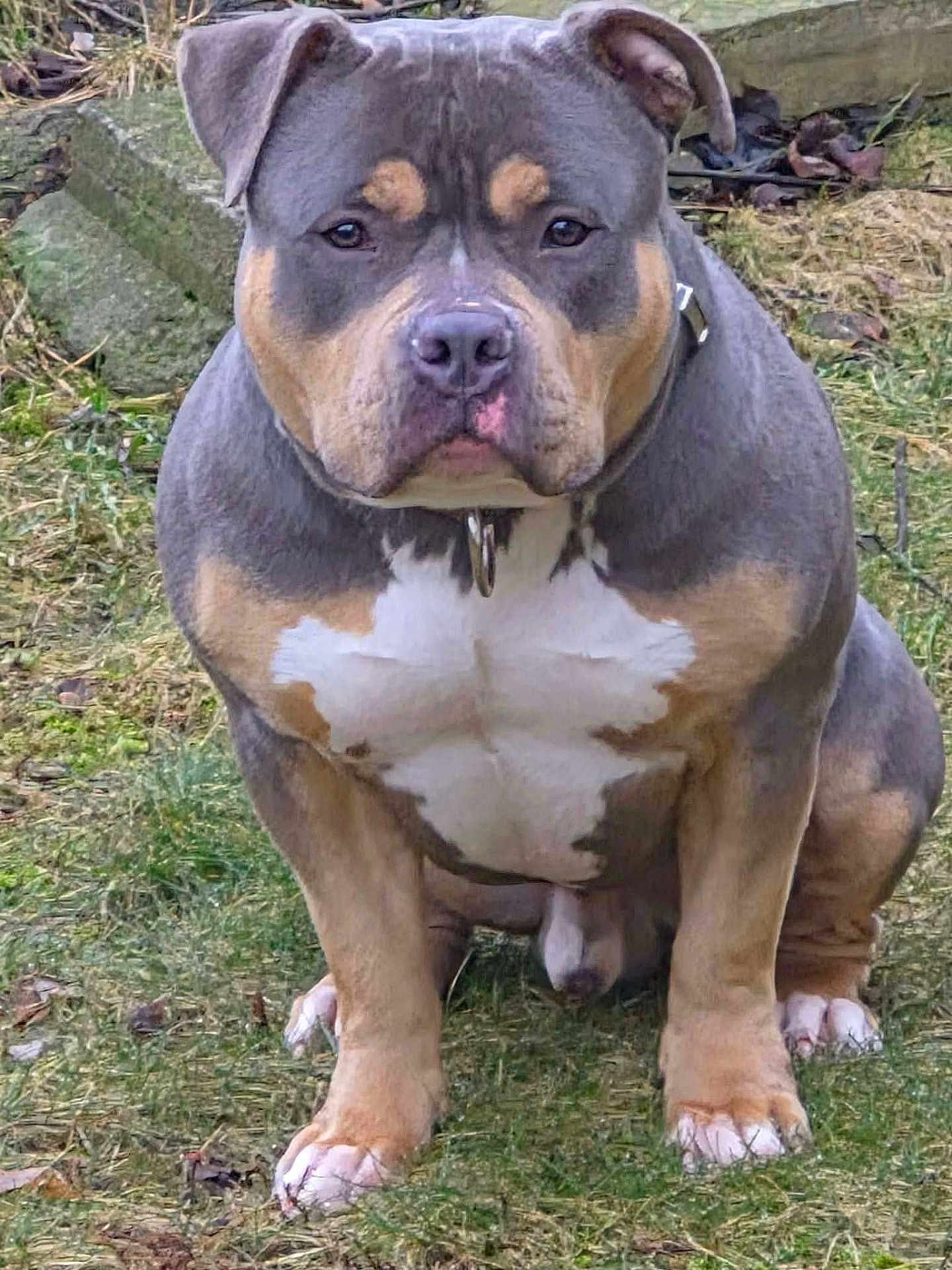 T Dog is registered to the contest to win money with this photo: dog, american_bully, pitbull, pet, canine, outdoor, grass, collar, sitting, portrait, closeup, muscular, brown_coat, white_chest, paws, ears, muzzle, nose, eyes, ground