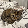 kitten, cat, tabby, pet, animal, cute, bed, blanket, indoor, fur, whiskers, young, small, resting, cozy, domestic_cat, looking, curious, soft, sleepy