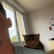 Angel a rejoint le concours — aidez-le/la à gagner de superbes lots ! kitten, cat, person, shoulder, indoor, window, curious, chain_necklace, light, wall, furniture, casual_clothing, home, pet, young_cat, relaxed, daylight, room, human, partial_face