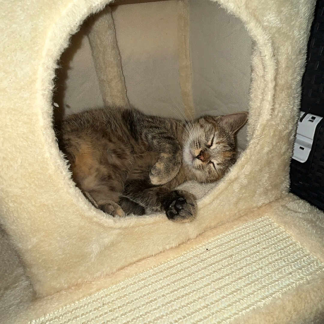 Angel a rejoint le concours — aidez-le/la à gagner de superbes lots ! cat, tabby_cat, sleeping, cat_condo, plush, furniture, pet, cozy, indoor, resting, cute, animal, fur, whiskers, paw, home, relaxation, soft, circular_opening, wood_floor
