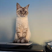 Tink joined the competition — help win amazing prizes! cat, animal, pet, blue_eyes, fluffy, sitting, indoor, printer, technology, tail, curious, feline, fur, whiskers, ears, paws, shadow, wall, soft_light, domestic