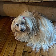 Hidole a rejoint le concours — aidez-le/la à gagner de superbes lots ! animal, brown, companion, couch, cozy, cute, dog, domestic, fur, fur_texture, home, indoor, laying_down, long_hair, pet, pink_hair_tie, relaxed, small_dog, white, wooden_floor