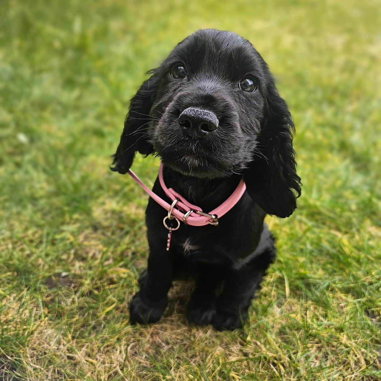 Lucy joined the competition — help win amazing prizes! accessories, animal, architecture, canine, cockerspaniel, collar, dog, field, grass, grassland, lawn, leash, nature, outdoors, park, pet, plant, puppy, strap, vegetation