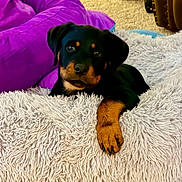 Dixie is registered to the contest to win money with this photo: dog, puppy, rottweiler, pet, paw, shaggy_bed, blanket, purple_blanket, indoor, carpet, furniture, living_room, closeup, portrait, cute, black_and_tan, sleepy, bedding, plush, cozy