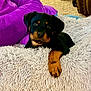 bedding, black_and_tan, blanket, carpet, closeup, cozy, cute, dog, furniture, indoor, living_room, paw, pet, plush, portrait, puppy, purple_blanket, rottweiler, shaggy_bed, sleepy