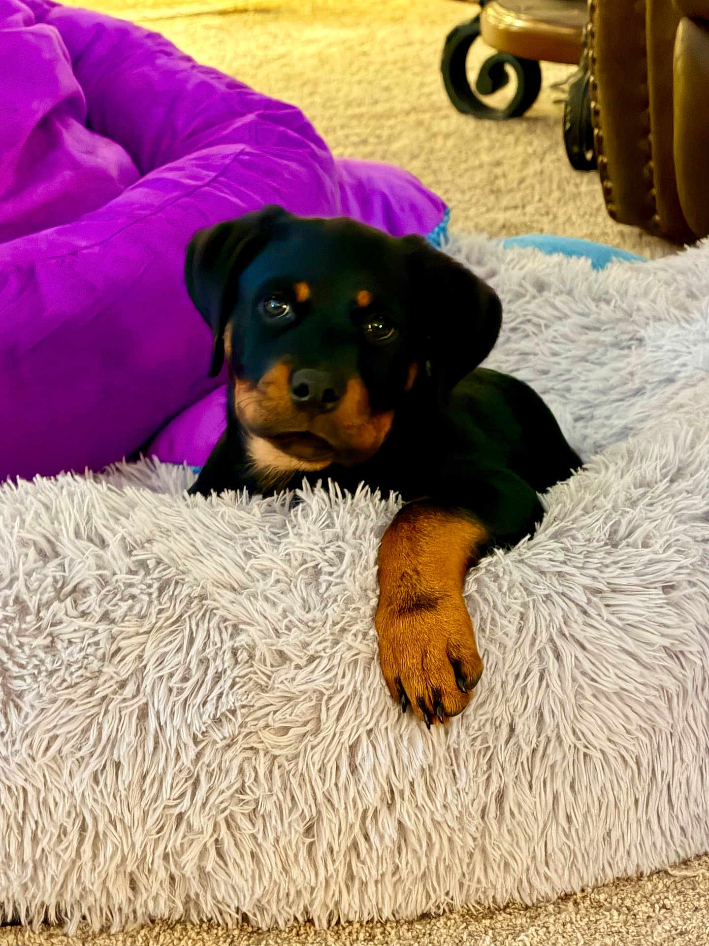 Dixie is registered to the contest to win money with this photo: dog, puppy, rottweiler, pet, paw, shaggy_bed, blanket, purple_blanket, indoor, carpet, furniture, living_room, closeup, portrait, cute, black_and_tan, sleepy, bedding, plush, cozy