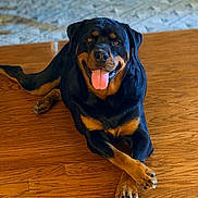 Chopper joined the competition — help win amazing prizes! rottweiler, dog, pet, animal, canine, tongue_out, smiling, happy, lying_down, crossed_paws, wooden_floor, indoor, fur, black_and_tan, mammal, domestic_animal, portrait, friendly, relaxed, companion