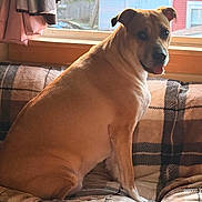 Shadow is registered to the contest to win money with this photo: dog, indoor, couch, plaid, window, house, pet, smiling, animal, seated, cozy, blanket, furniture, curtain, daylight, relaxed, tongue_out, looking_back, domestic, home