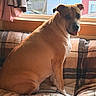 dog, indoor, couch, plaid, window, house, pet, smiling, animal, seated, cozy, blanket, furniture, curtain, daylight, relaxed, tongue_out, looking_back, domestic, home