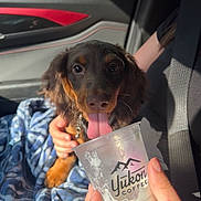 Moose Goose is registered to the contest to win money with this photo: puppy, dog, tongue, cup, hand, blanket, car_interior, seatbelt, window, sunlight, person, fur, collar, snout, paw, blue_blanket, cheerful, pet, canine, inside_car