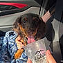 puppy, dog, tongue, cup, hand, blanket, car_interior, seatbelt, window, sunlight, person, fur, collar, snout, paw, blue_blanket, cheerful, pet, canine, inside_car