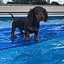 Moose Goose is registered to the contest to win money with this photo: dog, puppy, dachshund, water, pool, blue, outdoor, sky, clouds, trees, wet, animal, pet, summer, nature, playful, young, canine, daytime, fur