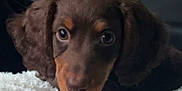 Moose Goose joined the competition — help win amazing prizes! puppy, dog, brown, close_up, blanket, curious, cute, fur, pet, animal, young, indoors, cozy, soft, portrait, ears, face, looking, resting, companion