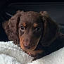 puppy, dog, brown, close_up, blanket, curious, cute, fur, pet, animal, young, indoors, cozy, soft, portrait, ears, face, looking, resting, companion