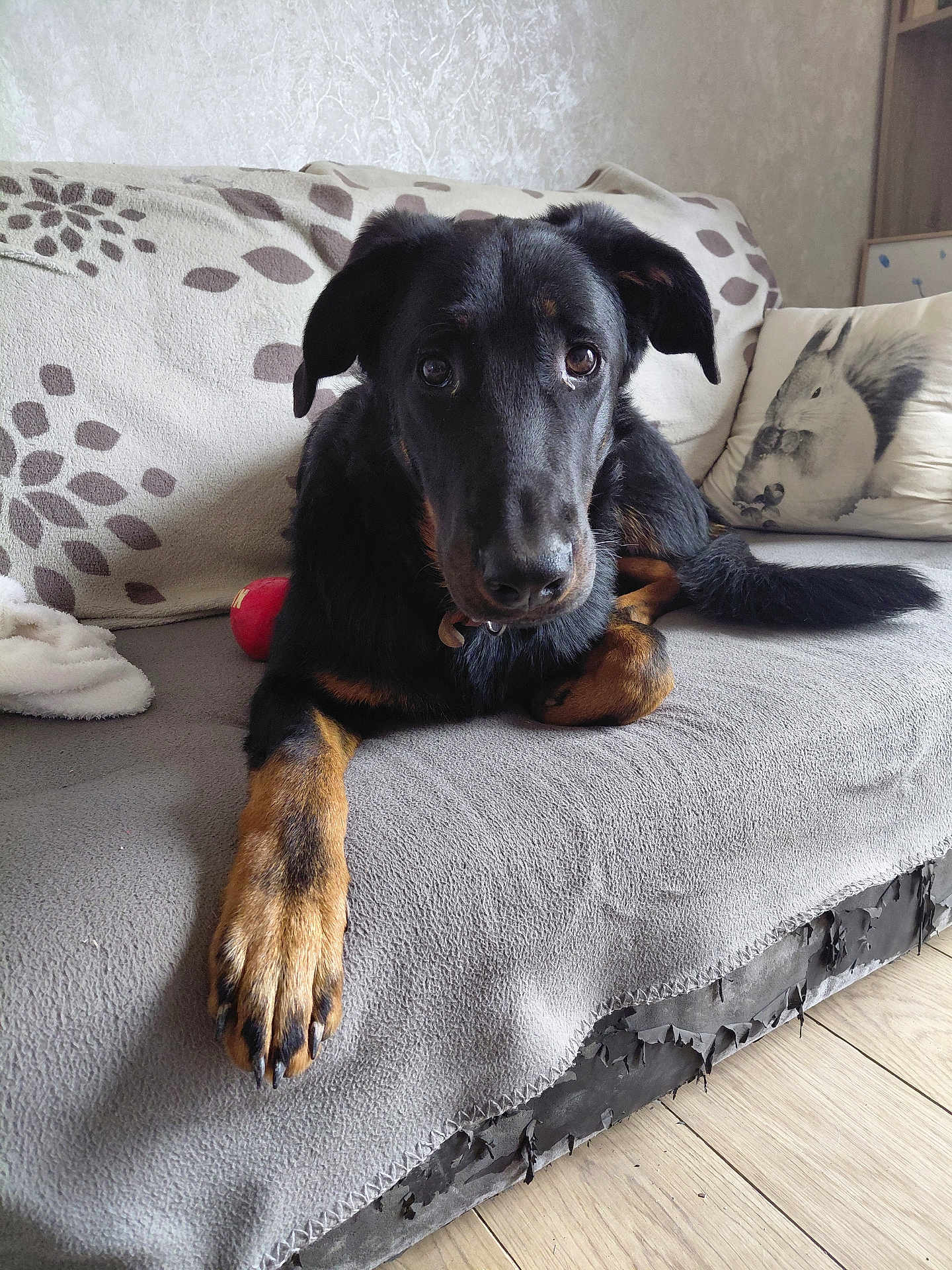 Akida participe au concours pour gagner de l'argent avec cette photo : animal, black_dog, blanket, brown_paws, close_up, companion, couch, cozy, dog, domestic_animal, furniture, home, household, indoor, looking_at_camera, pet, pillow, relaxed, squirrel_print, wooden_floor