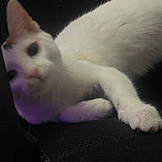 Eggnog is registered to the contest to win money with this photo: animal, cat, close_up, cozy, curious, cute, dark_background, domestic_animal, feline, fur, indoor, lying_down, orange_patch, paw, pet, resting, shadow, soft_light, whiskers, white_cat
