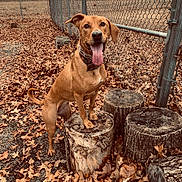 Sara is registered to the contest to win money with this photo: animal, autumn, brown_coat, canine, daylight, dog, fence, grass, ground, happy, leaves, nature, outdoor, park, pet, playful, smiling, tongue_out, tree_stump, wood