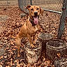 animal, autumn, brown_coat, canine, daylight, dog, fence, grass, ground, happy, leaves, nature, outdoor, park, pet, playful, smiling, tongue_out, tree_stump, wood