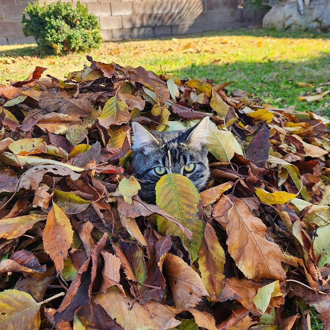 Guido is registered to the contest to win money with this photo: animal, backyard, cat, face, grass, head, herbal, herbs, leaf, nature, outdoors, person, photography, plant, portrait, pottedplant, soil, tree, vegetation, yard