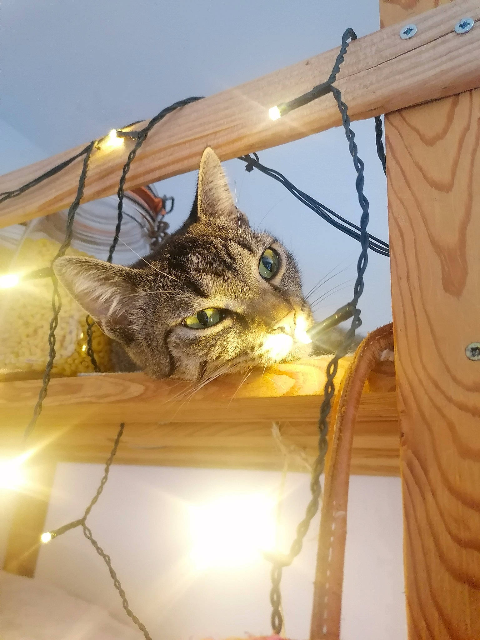 Tonic participe au concours pour gagner de l'argent avec cette photo : carnivore, cat, ceiling, domestic_short_haired_cat, fawn, felidae, fur, light_fixture, metal, shade, small_to_medium_sized_cats, tail, tree, twig, whiskers, wildlife, wood