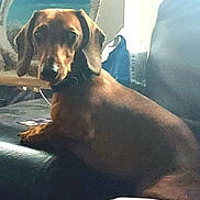 Milo joined the competition — help win amazing prizes! dog, dachshund, brown_dog, pet, indoor, couch, leather_couch, painting, easel, window, curious, relaxed, furniture, home, animal, canine, looking, portrait, cozy, living_room