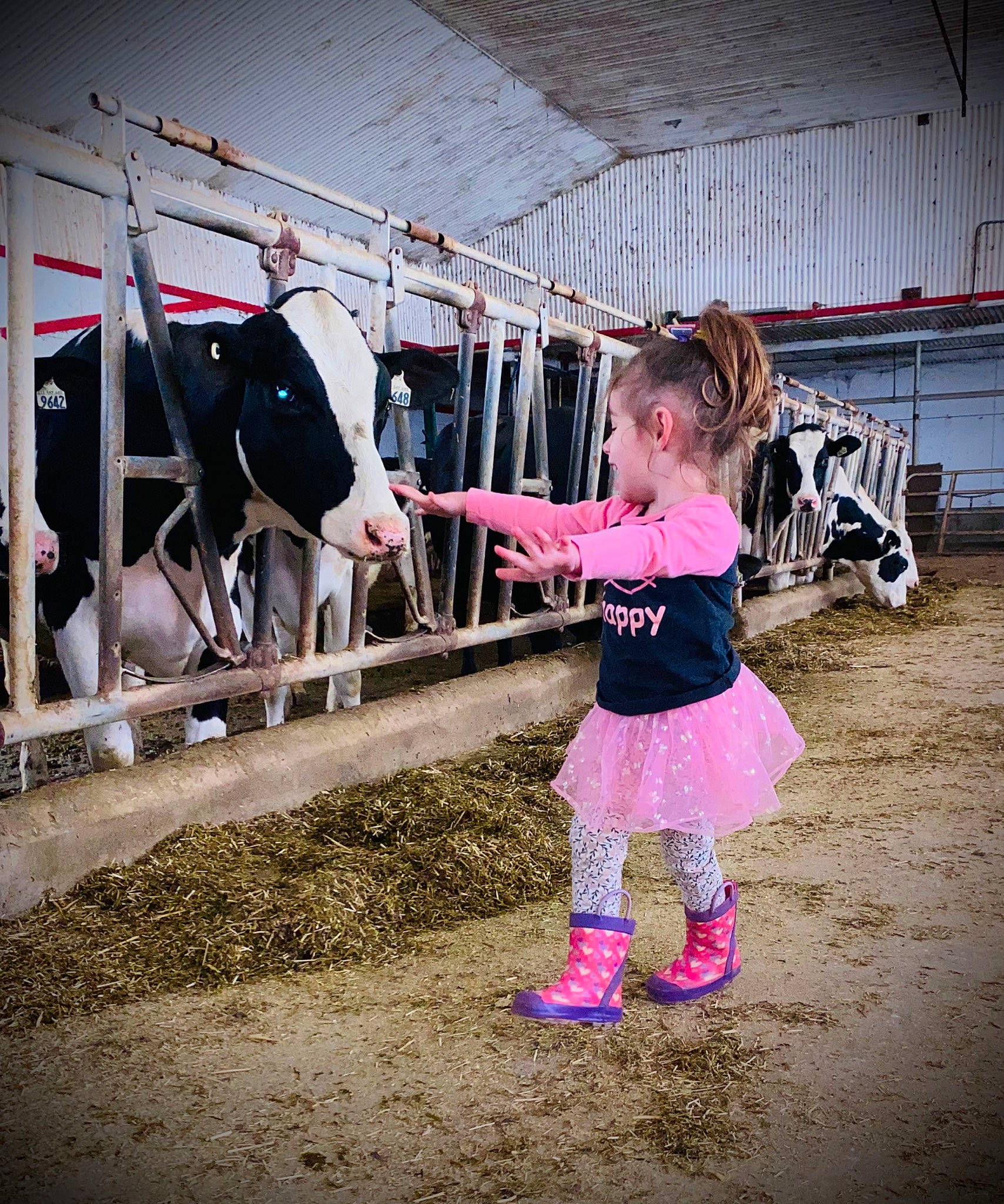 Madison participe au concours pour gagner de l'argent avec cette photo : baby_toddler_clothing, bovine, child, dairy, dairy_cow, event, footwear, fun, landscape, livestock, magenta, person, pink, public_event, ranch, sock, soil, t_shirt, toddler, working_animal