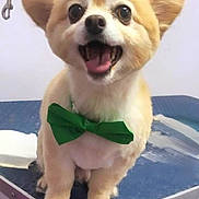 Nugget is registered to the contest to win money with this photo: dog, pet, bow_tie, groomed, happy, cute, animal, indoor, table, small_dog, fur, canine, smiling, face, ears, tongue, expression, domestic_animal, companion, green_bow