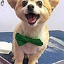 animal, bow_tie, canine, companion, cute, dog, domestic_animal, ears, expression, face, fur, green_bow, groomed, happy, indoor, pet, small_dog, smiling, table, tongue
